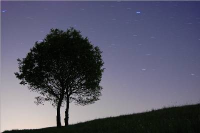 Baum vor Nachthimmel