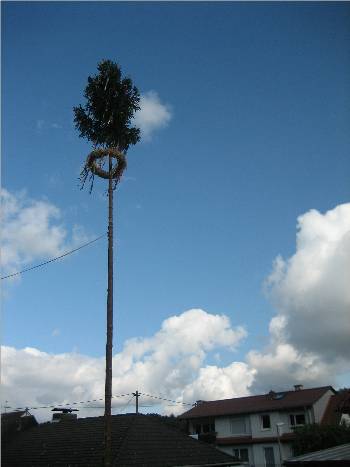 Ein Traum - der Kerbebaum