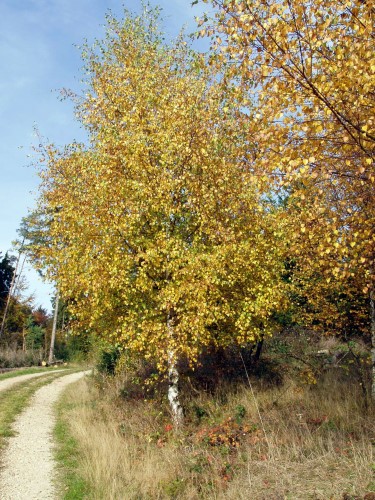 Herbst 2005
