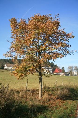 Herbst 2005